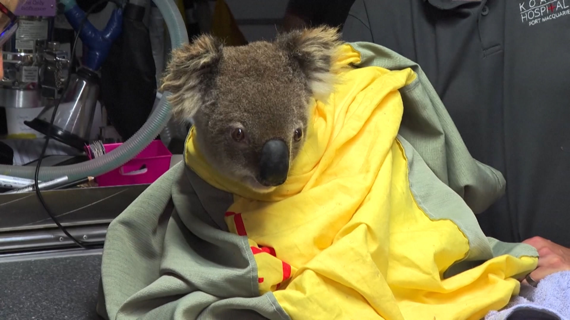 Koala